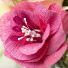 Sizzix Vízcsepp 3D gyöngy 30 ml - Liquid Gloss - Effectz (1 db)