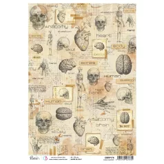   Ciao Bella Rizspapír A4 - Human Anatomy - Sign of the Times - Rice Paper (1 ív)