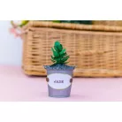 Vágósablon - Jade - Metal Dies (1 csomag)