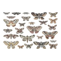   Tim Holtz Díszítőelem Transparencies, Moths Idea-ology Tim Holtz Halloween (1 csomag)