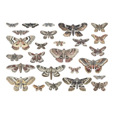 Tim Holtz Díszítőelem Transparencies, Moths Idea-ology Tim Holtz Halloween (1 csomag)