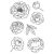 Jane's Doodles Peony Szilikonbélyegző Clear Stamp Set (1 csomag)