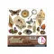 Ciao Bella Cabinet of Curiosities Kivágóív készlet 6" (15 cm) Fussy Cut Pad (24 ív)