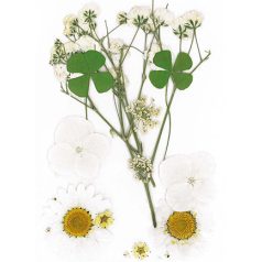   Szárított virág műgyantához 10x7cm White - Stafil Dry pressed flowers (1 csomag)