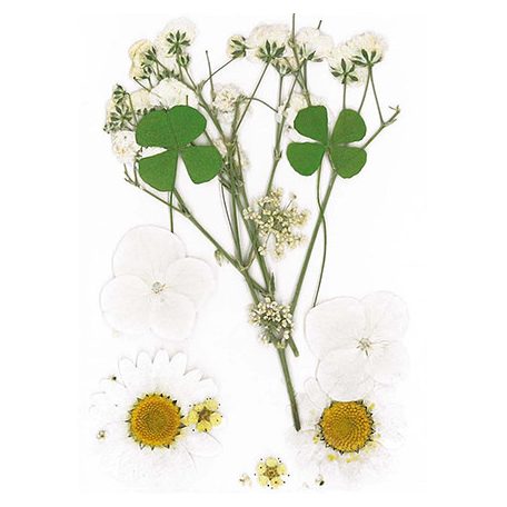 Szárított virág műgyantához 10x7cm White - Stafil Dry pressed flowers (1 csomag)