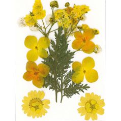   Szárított virág műgyantához 10x7cm Yellow - Stafil Dry pressed flowers (1 csomag)