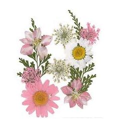   Szárított virág műgyantához 10x7cm Pink - Stafil Dry pressed flowers (1 csomag)