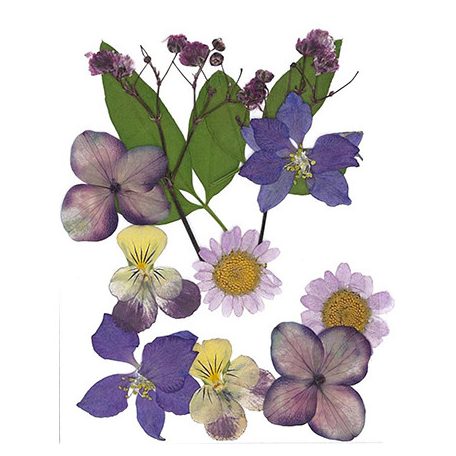 Szárított virág műgyantához 10x7cm Purple - Stafil Dry pressed flowers (1 csomag)