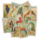 Díszítőelem The Collector - Birds Craft Consortium Chipboard Ephemera (1 csomag)