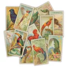 Díszítőelem The Collector - Birds Craft Consortium Chipboard Ephemera (1 csomag)