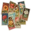 Díszítőelem The Collector - Flowers Craft Consortium Chipboard Ephemera (1 csomag)