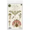 Vintage Summer Ladybug & Daisy Fotopolimer bélyegző Craft Consortium A6 Clear Photopolymer Stamps (1 ív)