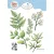 ECD Vágósablon - Bohemian Rose Die Fern & Greenery (1 csomag)