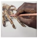 Faber-Castell Polychromos Spider / Pók – 3 színű kreatív készlet (3 db)