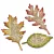 SIZZIX Vágósablon 656927 - Tim Holtz - Tattered Leaves - Bigz Die (1 db)