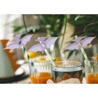 Papír szívószál Dínó party  (6 db)