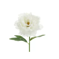 Művirág – Pünkösdi Rózsa, fehér