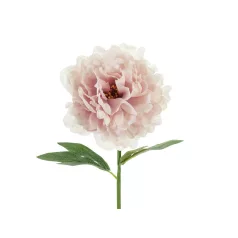 Művirág – Pünkösdi Rózsa, halvány rózsaszín